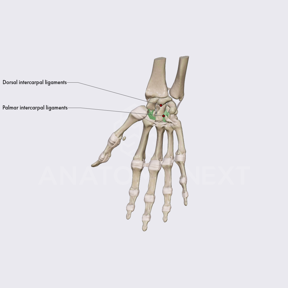 Ligaments of midcarpal joint